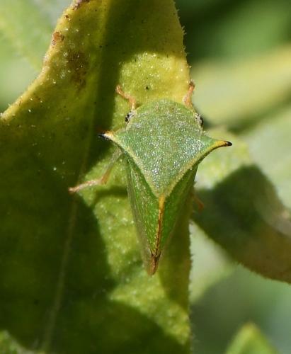 Réf. 239 828 : Stictocephala bisonia